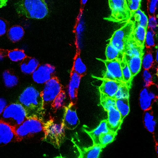 Looping fluorescence microscopy video of a developing control heart showing cardiac cell structures and dynamics.
