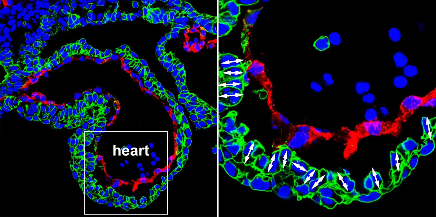 Two-panel fluorescence microscopy image of a developing heart and an enlarged ventricular wall region, with arrows indicating cardiomyocyte geometry.