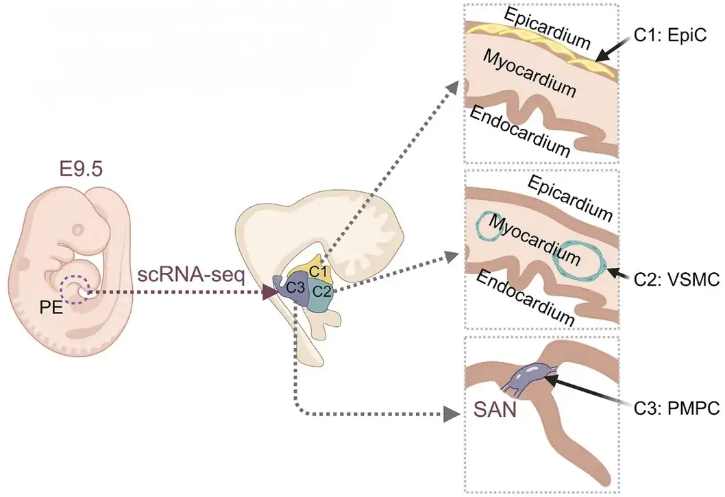 Graphical abstract mapping three progenitor clusters in and adjacent to the pro-epicardial region to epicardial, vascular smooth muscle, and pacemaker cell fates.